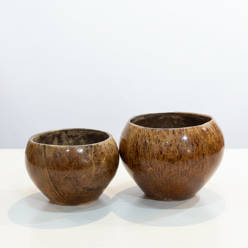 MH - COCONUT CUP MED